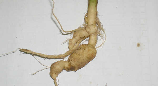 Obr. 5c: N&aacute;dory vyvolan&eacute; <i>Plasmodiophora brassicae</i> na kořenu řepky