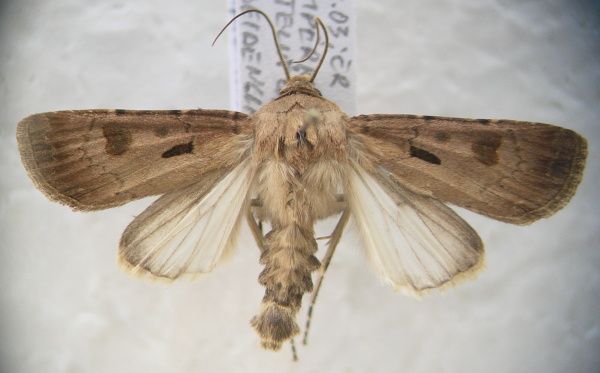 Obr. 6: Jedna z&nbsp;nejčastěj&scaron;&iacute;ch osenic zachycovan&aacute; ve světeln&yacute;ch lap&aacute;c&iacute;ch - osenice vykřičn&iacute;kov&aacute; (<i>Agrotis exclamationis</i>)