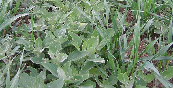 Pro ře&scaron;en&iacute; zaplevelen&iacute; je několik strategi&iacute;, optim&aacute;ln&iacute; term&iacute;n v&nbsp;průběhu odnožov&aacute;n&iacute; pro dvouděložn&eacute; plevele je kr&aacute;tk&yacute; (6&ndash;10 dnů) a&nbsp;často doch&aacute;z&iacute; k&nbsp;ře&scaron;en&iacute; zaplevelen&iacute; v&nbsp;pozdn&iacute;ch f&aacute;z&iacute;ch, kdy již je ovlivněn v&yacute;nos