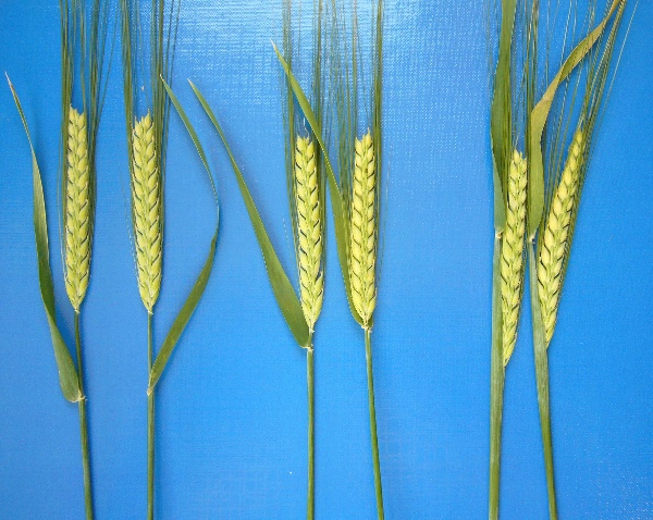 &Scaron;patně zvolen&aacute; d&aacute;vka morforegul&aacute;toru v&nbsp;kombinaci s&nbsp;aplikac&iacute; za nevhodn&yacute;ch podm&iacute;nek může v&eacute;st k&nbsp;ne&uacute;pln&eacute;mu vymet&aacute;n&iacute; klasů z&nbsp;listov&eacute; pochvy. Pro &scaron;etrn&eacute; zakr&aacute;cen&iacute; h&aacute;čků doporučujeme Cerone 480 SL v&nbsp;d&aacute;vce 0,3&ndash;0,5 l/ha.