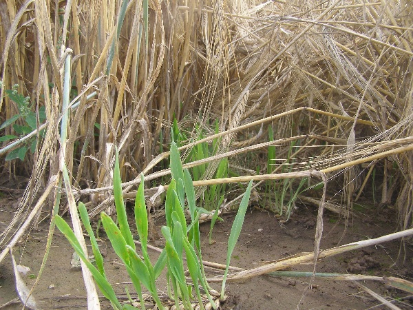 Zpevněn&iacute; st&eacute;bla je důležitou prevenc&iacute; před l&aacute;m&aacute;n&iacute;m st&eacute;bla způsobuj&iacute;c&iacute; kontakt s&nbsp;půdou a&nbsp;rychlej&scaron;&iacute; porůst&aacute;n&iacute;