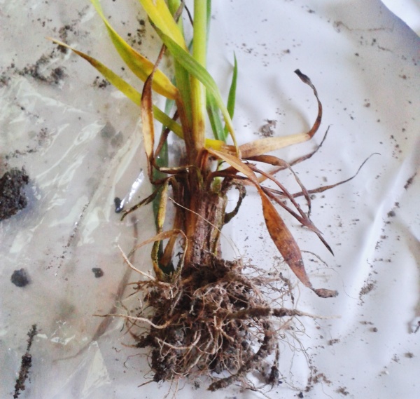 Př&iacute;znaky napaden&iacute; st&eacute;bel houbou Rhizoctonia spp.