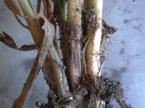 Př&iacute;znaky napaden&iacute; st&eacute;bel houbou Rhizoctonia spp.