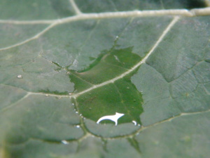 Obr. 1: V&yacute;znam sm&aacute;čedla (detergentu) při foli&aacute;rn&iacute; v&yacute;živě rostlin - hydrofiln&iacute; povrch