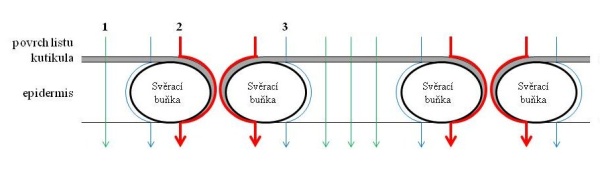 Sch&eacute;ma 1: Přechod l&aacute;tek aplikovan&yacute;ch na list: 1 - přechod přes kutikulu, 2 - přechod přes stomata, 3 - přechod přes peristomat&aacute;ln&iacute; kutikulu kolem stomat&aacute;ln&iacute; buňky (Eichert, Fern&aacute;ndez 2012)