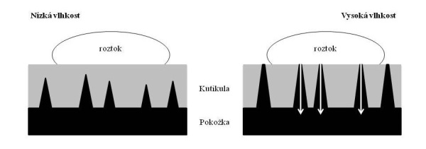 Sch&eacute;ma 3: Diagram &uacute;činku vzdu&scaron;n&eacute; vlhkosti na kutikul&aacute;rn&iacute; př&iacute;jem pol&aacute;rn&iacute;ch rozpu&scaron;těn&yacute;ch roztoků pomoc&iacute; pol&aacute;rn&iacute;ch p&oacute;rů (Eichert, Fern&aacute;ndez 2012)