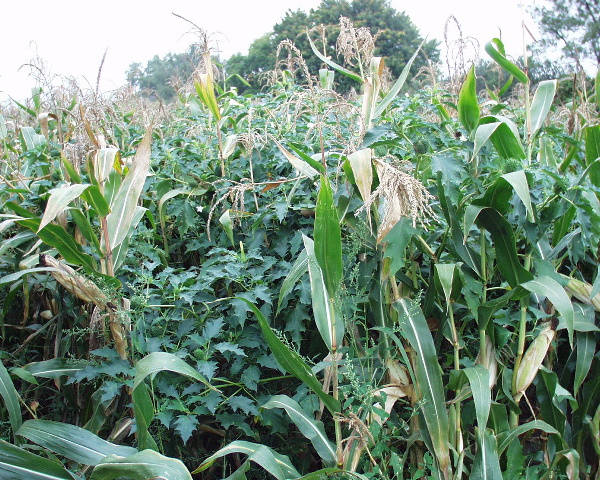 Obr. 1: Durman obecn&yacute; v&nbsp;kukuřici