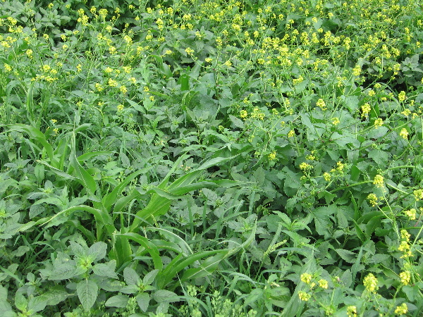 Obr. 2: Přerostl&eacute; plevele v&nbsp;kukuřici