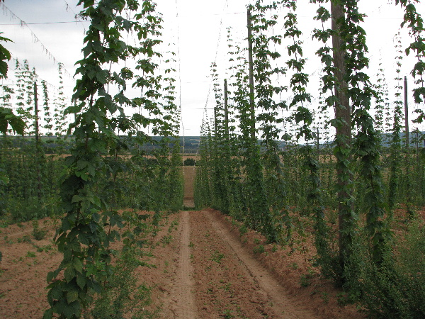 Porost hnojen&eacute; varianty na nově vys&aacute;zen&eacute; chmelnici (Kozojedy 2011)