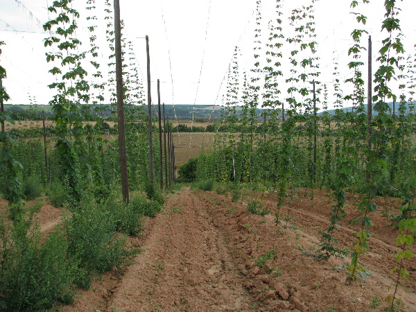 Porost nehnojen&eacute; varianty na nově vys&aacute;zen&eacute; chmelnici (Kozojedy 2011)