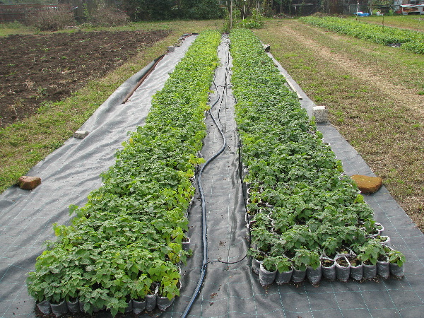 Mlad&eacute; kořen&aacute;če chmele, vlevo hnojen&eacute; Eurofertilem Plus NPS 49, vpravo hnojen&eacute; Amofosem (patn&aacute; tmav&scaron;&iacute; barva listů v&nbsp;důsledku vy&scaron;&scaron;&iacute;ho dod&aacute;n&iacute; N)