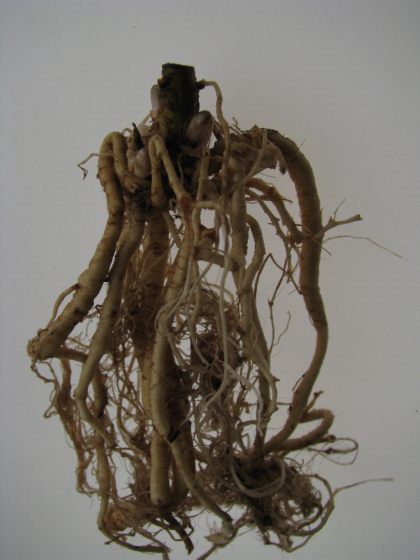 Sklizen&yacute; (substr&aacute;tu zbaven&yacute;) obalen&yacute; kořen&aacute;č chmele