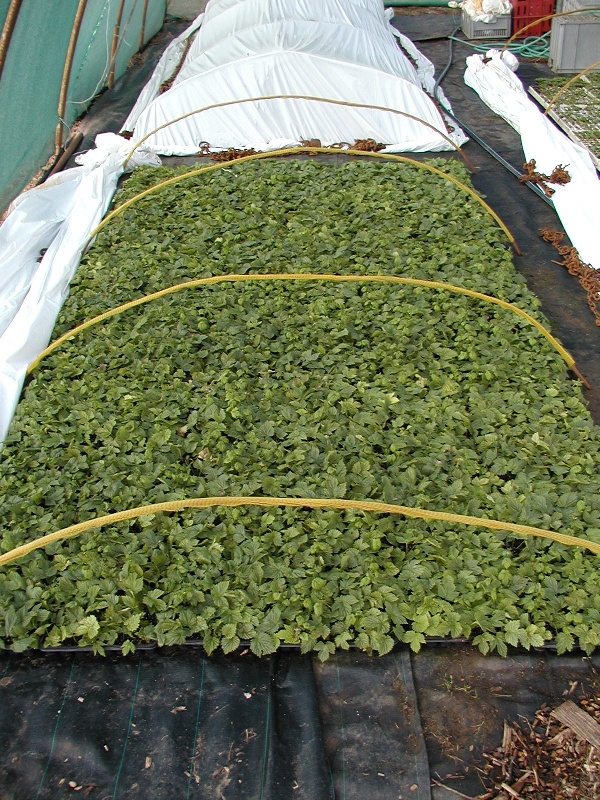 Zakořeňov&aacute;n&iacute; ř&iacute;zkovanců chmele