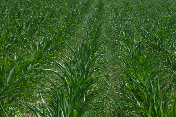 V případě stresu z vysokých teplot může být reakce rostlin podobná jako reakce na stres ze sucha - příznak svinování listů kukuřice