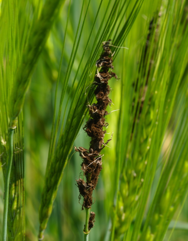 Snětím rodu Ustilago mohou teplejší a sušší podmínky vyhovovat a podporovat jejich šíření - prašná snětivost ječmene