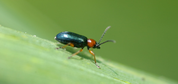 U kohoutka černého se predikuje rozšíření jeho areálu k severu