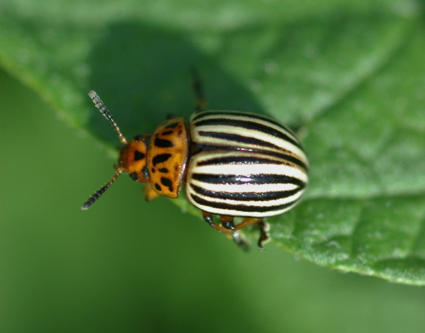Řada studií předpokládá posun areálu výskytu mandelinky bramborové severním směrem až o 1300 km