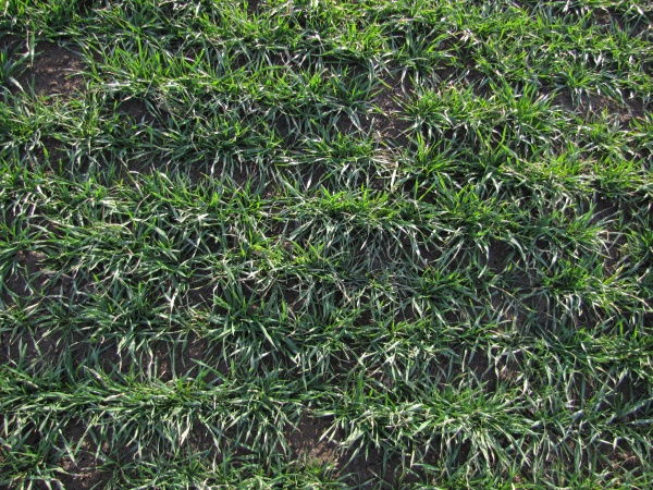 Ozim&aacute; p&scaron;enice - odrůda Federer