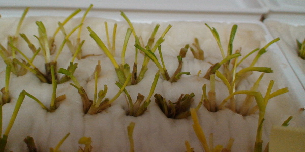 Obrůst&aacute;n&iacute; rostlin p&scaron;enice ozim&eacute; v&nbsp;testu životaschopnosti