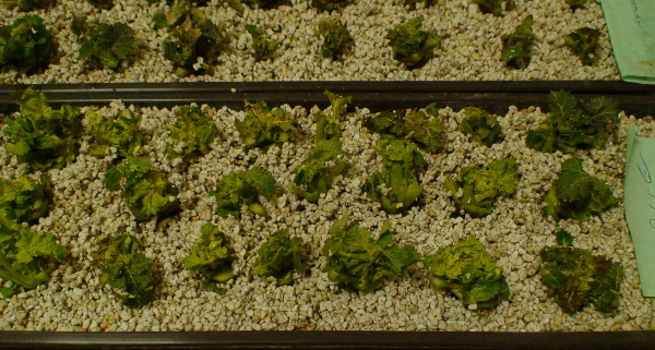 Test životaschopnosti rostlin řepky