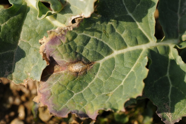 fomov&aacute; hniloba na listu řepky