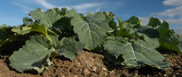 řepka olejka podzim