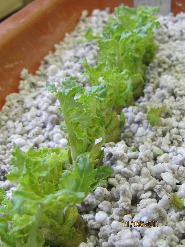 Hodnocen&iacute; schopnosti regenerace řepky v&nbsp;laboratorn&iacute;ch podm&iacute;nk&aacute;ch