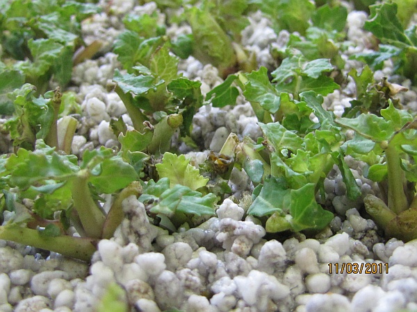 Hodnocen&iacute; schopnosti regenerace řepky v&nbsp;laboratorn&iacute;ch podm&iacute;nk&aacute;ch