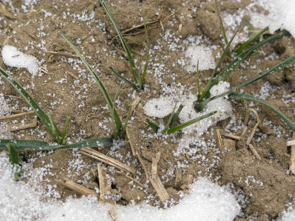 Ozim&aacute; p&scaron;enice na středn&iacute; Moravě