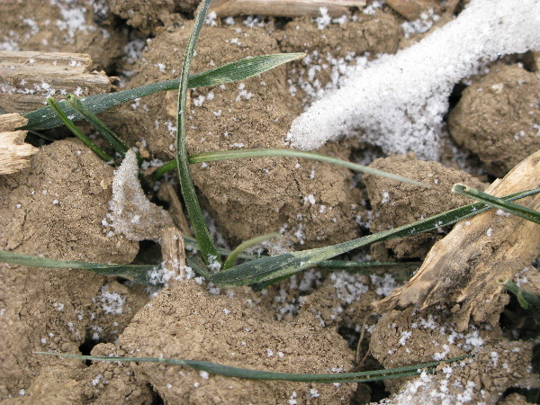 Ozim&aacute; p&scaron;enice na středn&iacute; Moravě
