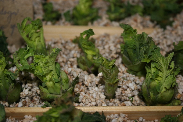 Hodnocen&iacute; životaschopnosti řepky ozim&eacute; v&nbsp;laboratoři