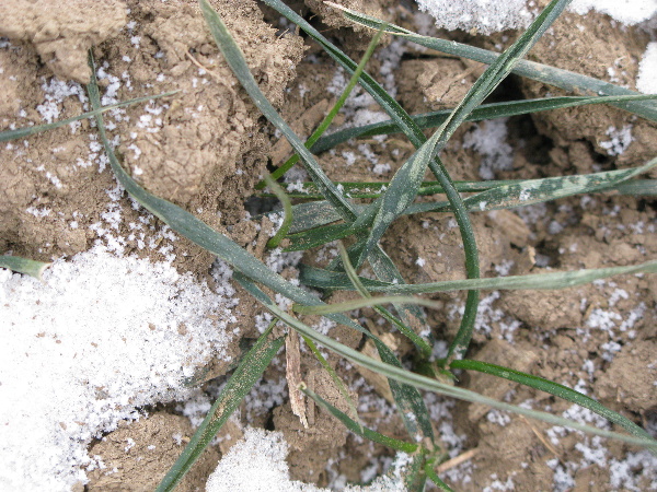 Ozim&aacute; p&scaron;enice na středn&iacute; Moravě