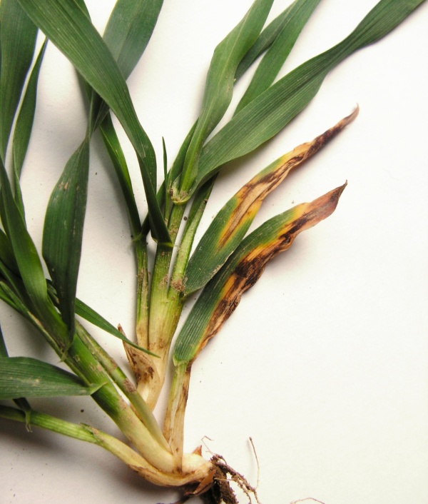 Hněd&aacute; skvrnitost