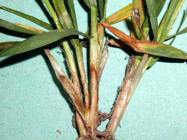 Zahnědl&eacute; b&aacute;ze st&eacute;bel p&scaron;enice ozim&eacute;