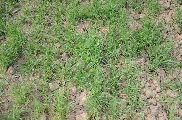 Obr. 2: Parumanček nevoňav&yacute; v&nbsp;p&scaron;enici