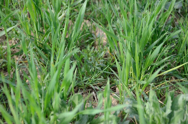 Obr. 3: Lipkavec obyčajn&yacute; a&nbsp;metlička obyčajn&aacute; v&nbsp;p&scaron;enici