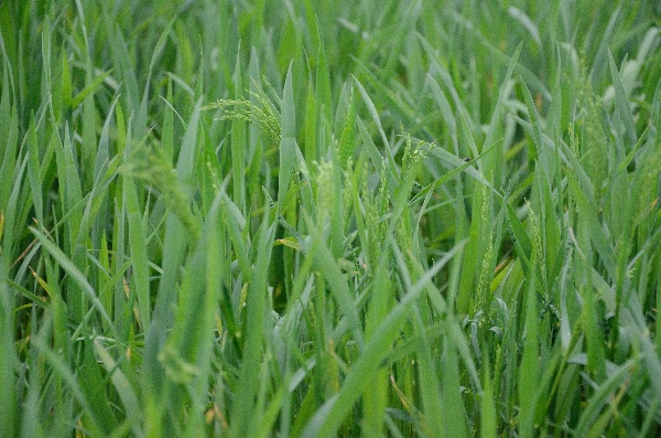 Obr. 4: Metlička obyčajn&aacute; v&nbsp;p&scaron;enici