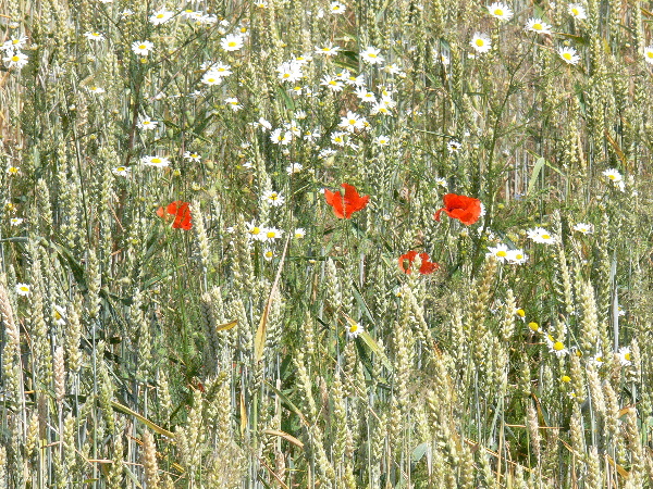 Obr. 5: P&scaron;enica neo&scaron;etren&aacute; kontrola s&nbsp;probl&eacute;mov&yacute;mi druhmi