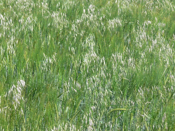 Obr. 6: Ovos siaty v&nbsp;poraste jačmeňa siateho jarn&eacute;ho