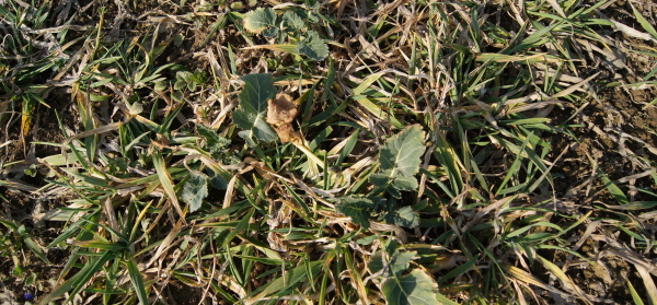 Výdrol obilniny v řepce