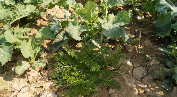 Heřmánkovec přímořský v řepce