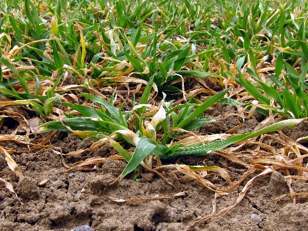 Poškození obilnin mrazem