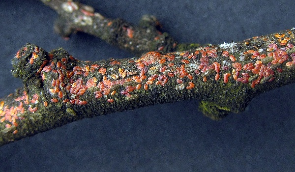 &Scaron;t&iacute;tky puklice &scaron;vestkov&eacute;