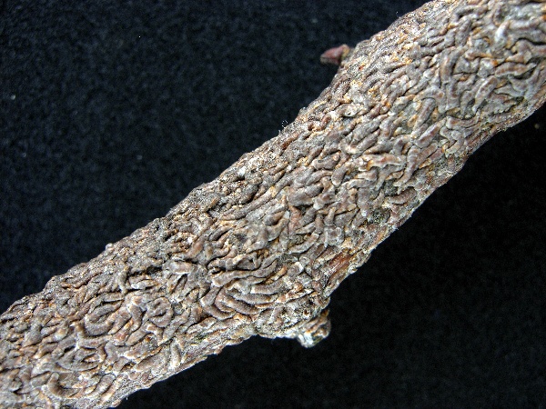 &Scaron;t&iacute;tenka &uacute;střicov&aacute;