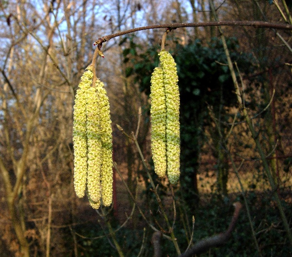 Kveten&iacute; l&iacute;sky obecn&eacute; je sign&aacute;lem pro o&scaron;etřen&iacute; broskvon&iacute; proti kadařavosti