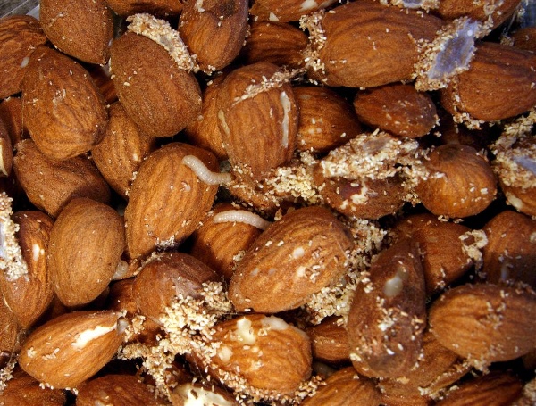 I v domácnosti najdeme skladištní škůce – housenky zavíječe paprikového