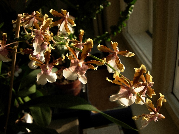 Za spr&aacute;vnou p&eacute;či jsou n&aacute;m odměnou květy