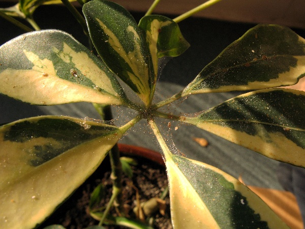 Siln&eacute; napaden&iacute; svilou&scaron;kou (pavučinka) a&nbsp;puklic&iacute;