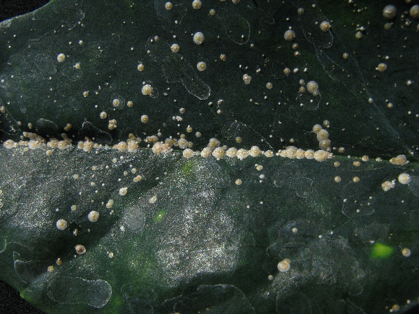 &Scaron;t&iacute;tenky na listech