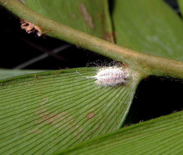 Velmi obt&iacute;žně se likviduj&iacute; červci &ndash; červec paprsčit&yacute;